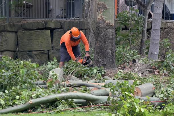 Leaf Removal in Cerro Gordo, IL