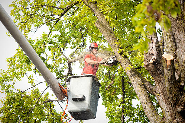 Trusted Cerro Gordo, IL Tree Removal Experts